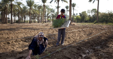 Red Cross report: Climate change, environmental degradation and protracted armed conflict are exacerbating humanitarian needs across the Near and Middle East