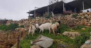 يانون… قصة قرية فلسطينية صامدة