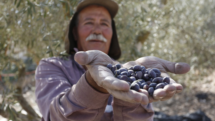 Cisjordanie : faire en sorte que la récolte des olives soit réussie