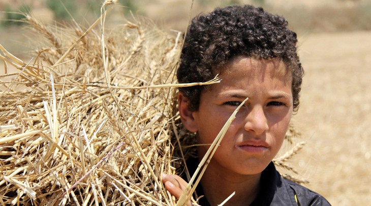 Farmers in Gaza finally able to farm their lands