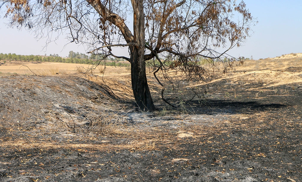 מירוק לשחור: בלוני התבערה מותירים את חקלאי עוטף עזה עם צלקות