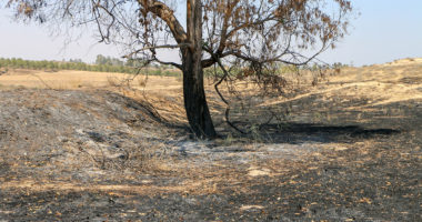 מירוק לשחור: בלוני התבערה מותירים את חקלאי עוטף עזה עם צלקות