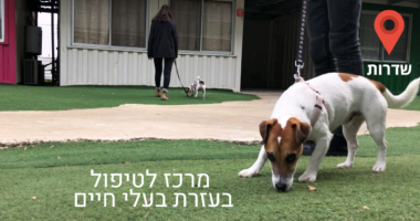 במרכז טיפול בעזרת בעלי חיים,  עוזרים לילדים להתמודד עם המציאות הביטחונית