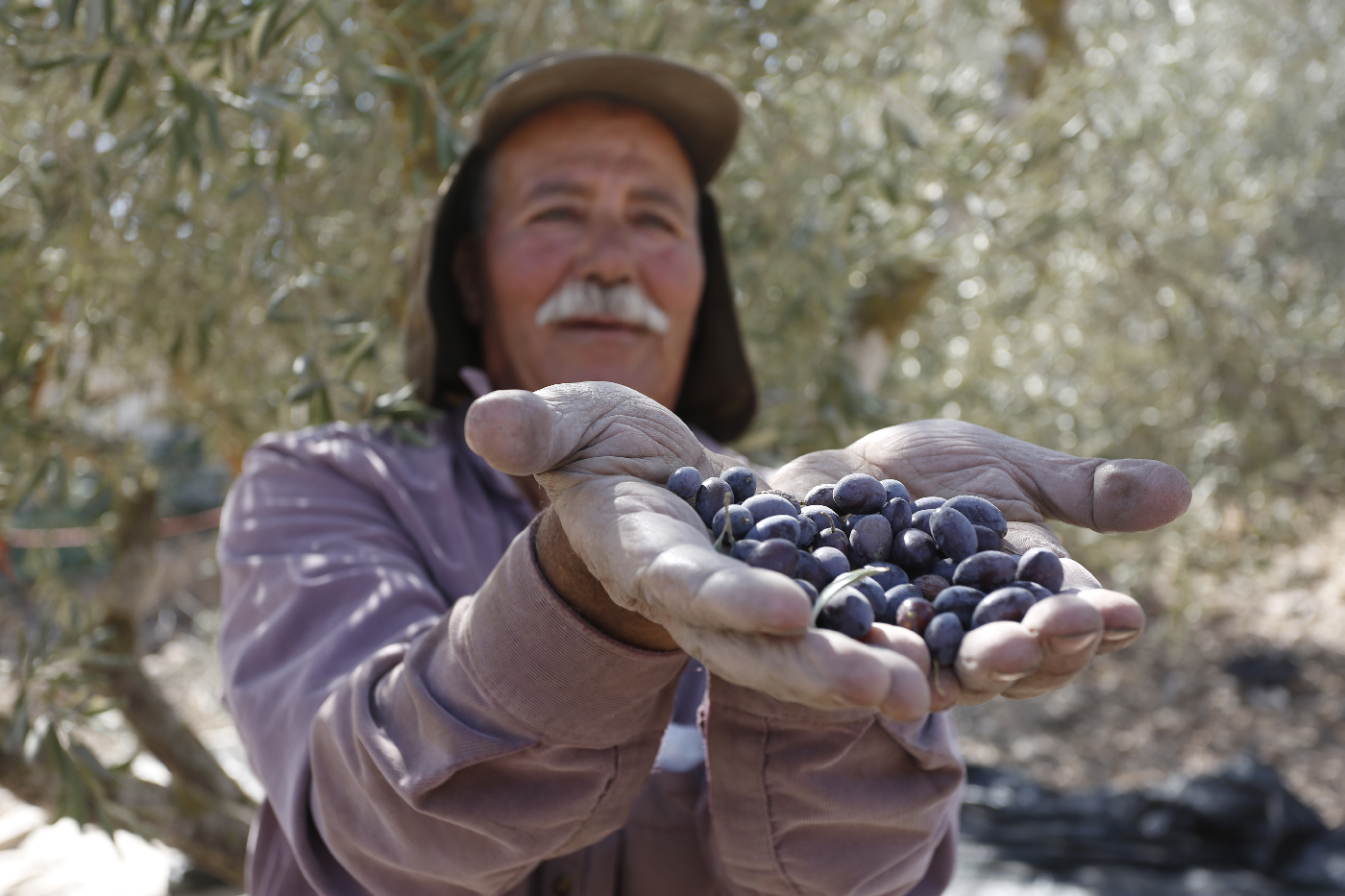 חקלאי פלסטיני מחזיק בידיו זיתים כשברקע עץ זית.