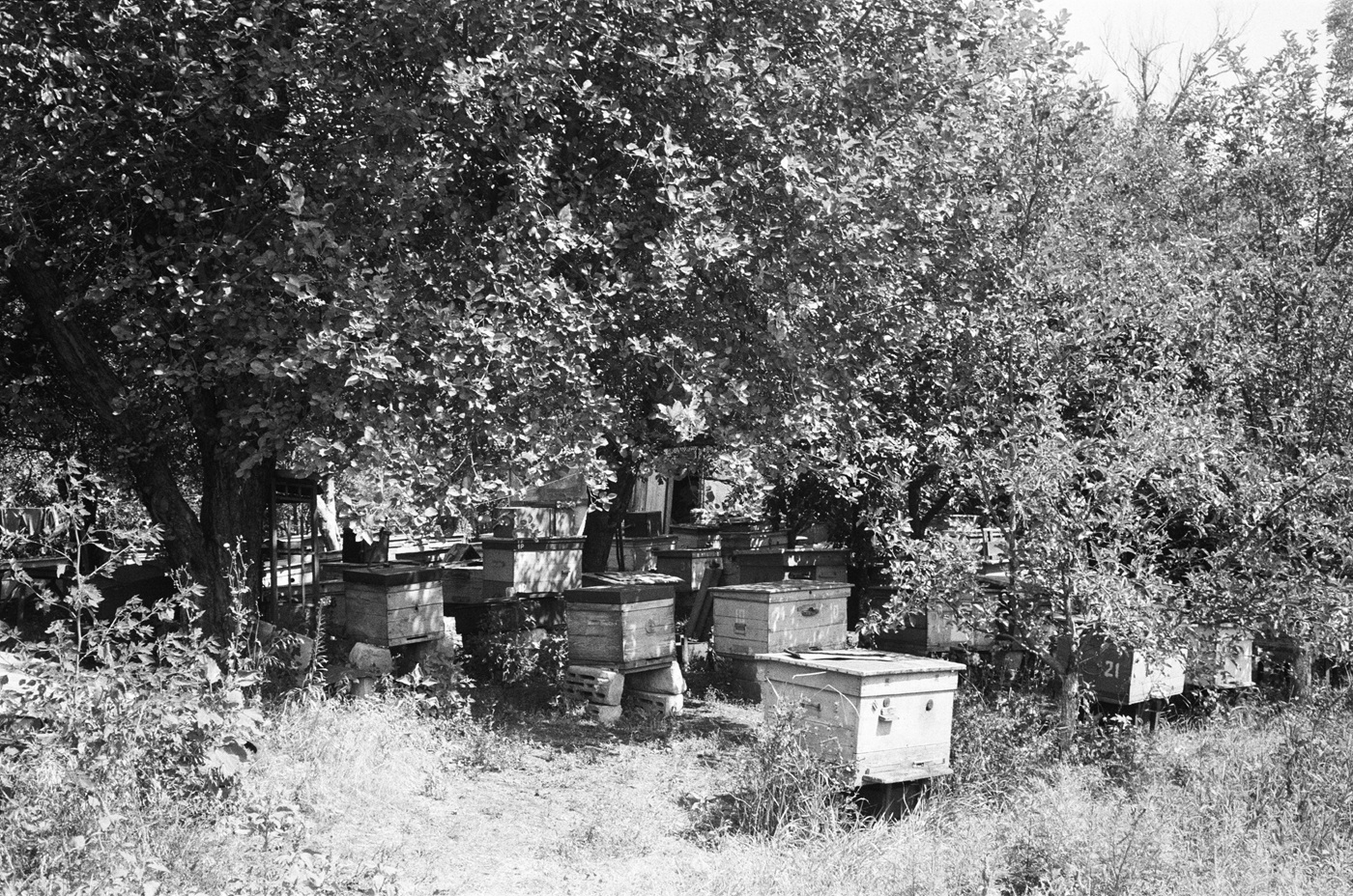 Донька Валентини тримає бджіл та продає мед.