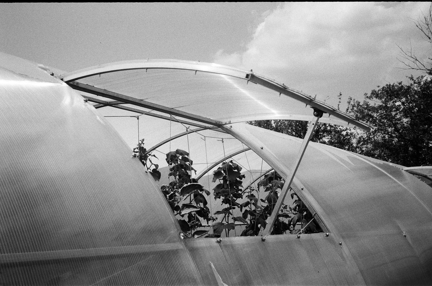 Наталія та Анатолій отримали від МКЧХ теплицю та систему крапельного зрошення.