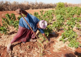 Somalia: Lush, green farms in semi-arid Bakol survive on well water