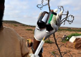 Somalia: Livestock treatment sets herders on recovery path