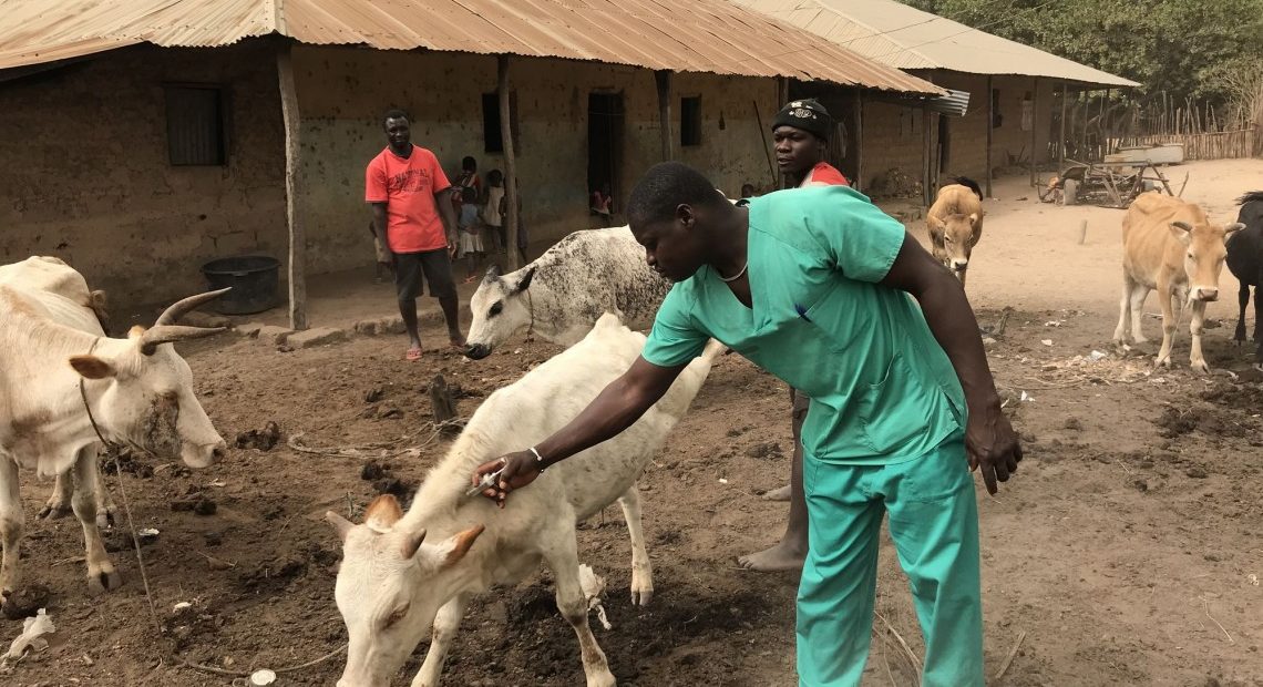 Les auxilliaires vétérinaires de Guinée Bissau veillent sur les troupeaux des communautés ayant fui les violences en Casamance