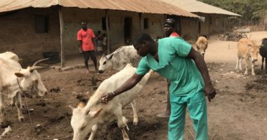 Les auxilliaires vétérinaires de Guinée Bissau veillent sur les troupeaux des communautés ayant fui les violences en Casamance
