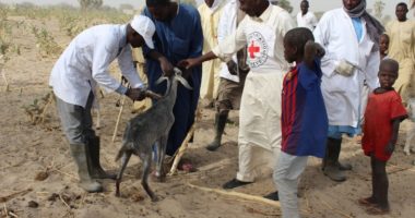 Pourquoi le Comité international de la Croix-Rouge vaccine-t-il le bétail ?