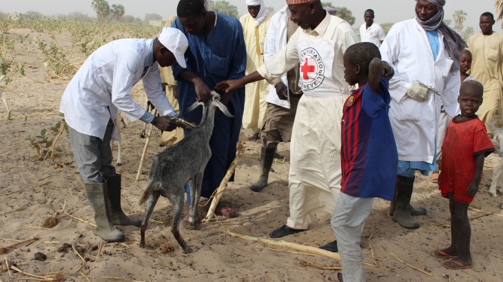 Pourquoi le Comité international de la Croix-Rouge vaccine-t-il le bétail ?