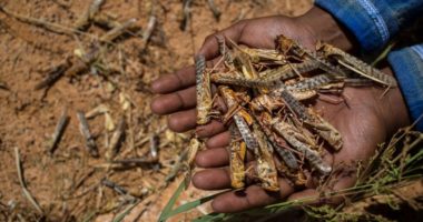 La Corne de l’Afrique face à la pire invasion de criquets depuis des décennies