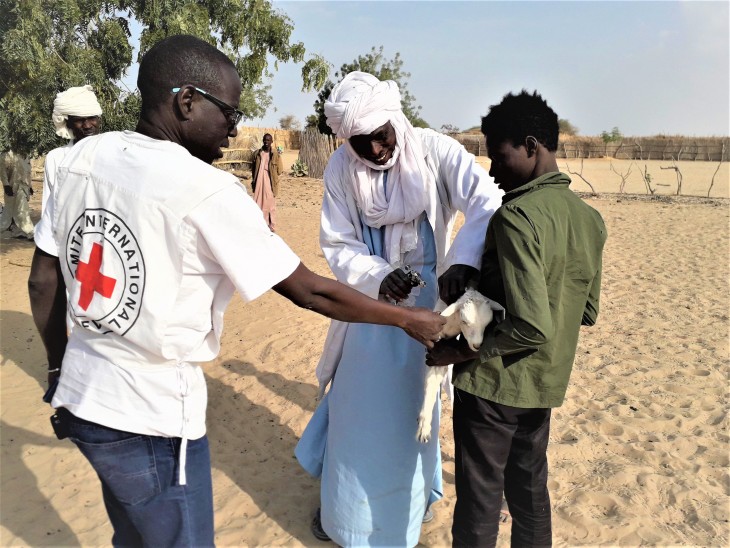 Tchad : 384 000 animaux vaccinés contre la peste ovine et la clavelée