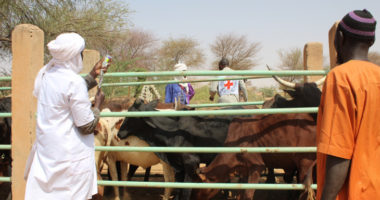 Niger : 3,5 millions d’animaux vaccinés pour renforcer la situation économique des éleveurs