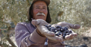 Cisjordanie : faire en sorte que la récolte des olives soit réussie