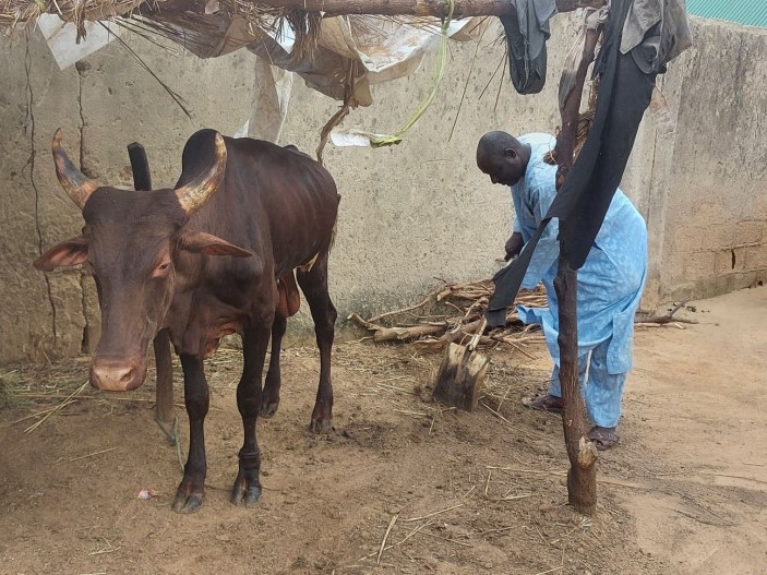 Babagana est un éleveur déplacé qui vit à Maiduguri. Il a reçu un soutien financier du CICR qui lui a permis d'acheter un taureau