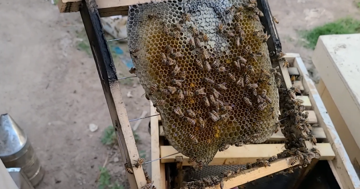 یمن: تولید عسل اجدادی در یمن به دلیل تأثیر درگیری و تغییرات آب و هوایی در معرض خطر است