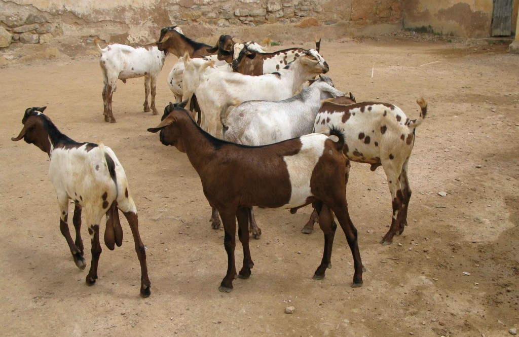 Goats distributed to Baidoa central Prison