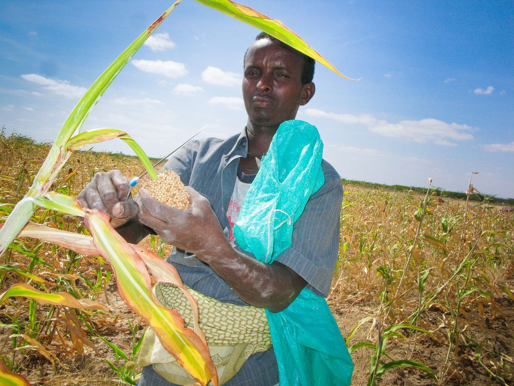 Abdullahi Osman harvests his sorghum farm in Bacaad, Somalia. With proceeds from his sorghum and sesame, he can now afford three meals a day. ©ICRC/Miraj Mohamud