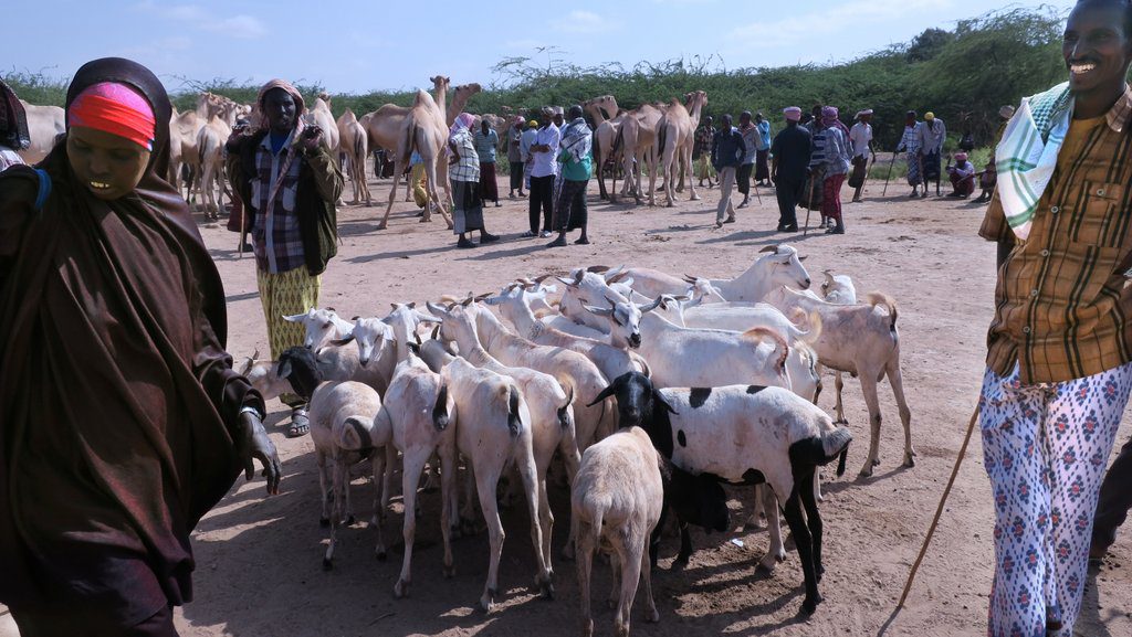 Livestock on the way to market near Beletweyne, Somalia. ©ICRC/Rita Nyaga