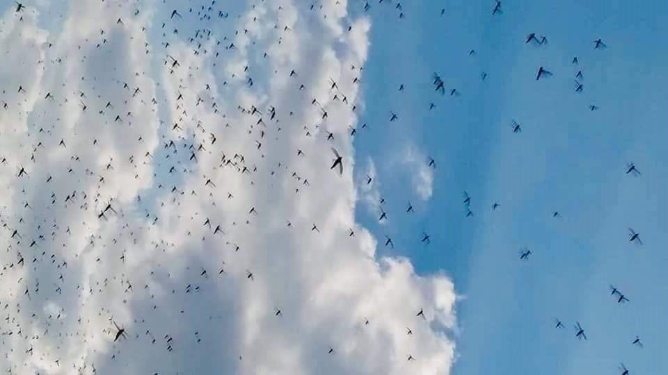 Somalia: New swarms of desert locusts pose a threat to farmlands