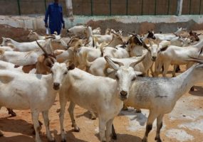 Detainees receive food items and goats for Ramadan
