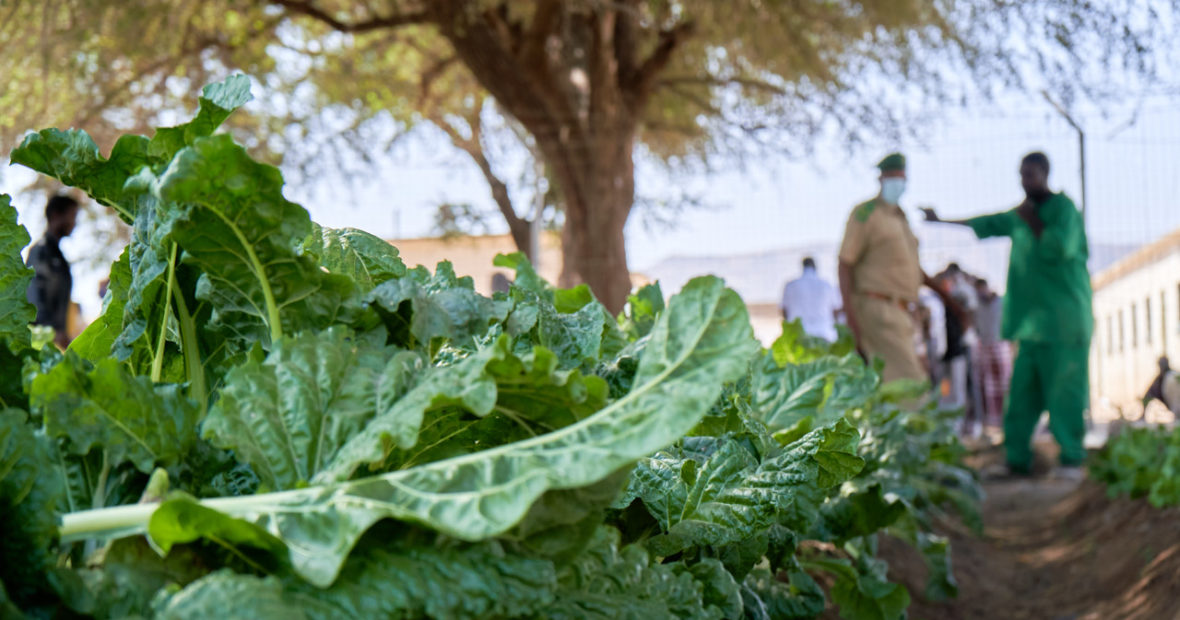 Vegetable garden improves meals for Mandhera detainees