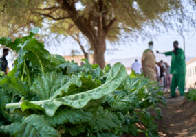 Vegetable garden improves meals for Mandhera detainees