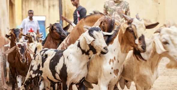 Goat meat and dates! Detainees in Somalia receive food for Ramadan